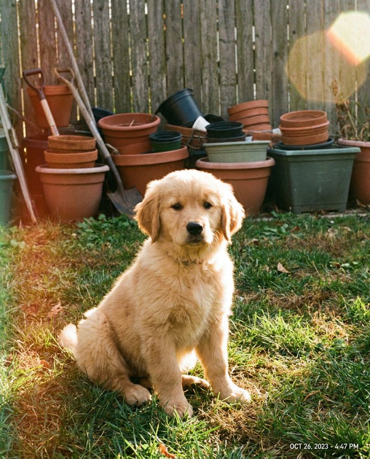 Golden retriever puppy on a cluttered garden lawn